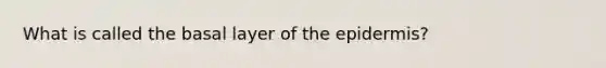 What is called the basal layer of the epidermis?