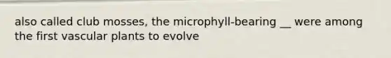 also called club mosses, the microphyll-bearing __ were among the first vascular plants to evolve