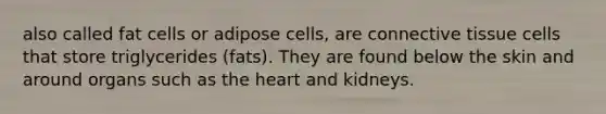 also called fat cells or adipose cells, are connective tissue cells that store triglycerides (fats). They are found below the skin and around organs such as the heart and kidneys.