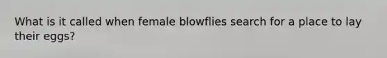 What is it called when female blowflies search for a place to lay their eggs?