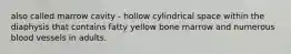 also called marrow cavity - hollow cylindrical space within the diaphysis that contains fatty yellow bone marrow and numerous blood vessels in adults.