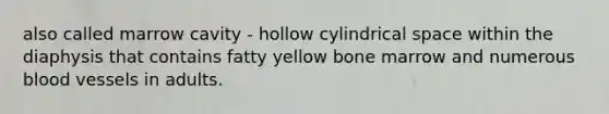 also called marrow cavity - hollow cylindrical space within the diaphysis that contains fatty yellow bone marrow and numerous blood vessels in adults.