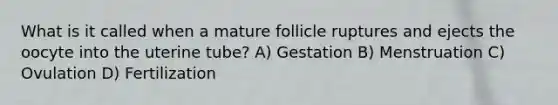 What is it called when a mature follicle ruptures and ejects the oocyte into the uterine tube? A) Gestation B) Menstruation C) Ovulation D) Fertilization