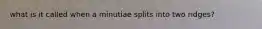 what is it called when a minutiae splits into two ridges?