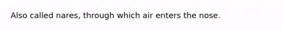 Also called nares, through which air enters the nose.