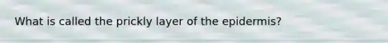 What is called the prickly layer of the epidermis?