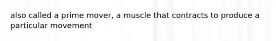 also called a prime mover, a muscle that contracts to produce a particular movement