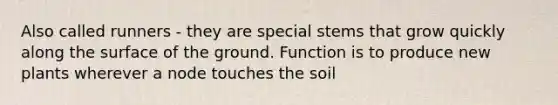 Also called runners - they are special stems that grow quickly along the surface of the ground. Function is to produce new plants wherever a node touches the soil