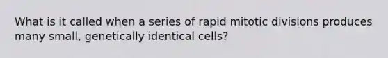 What is it called when a series of rapid mitotic divisions produces many small, genetically identical cells?