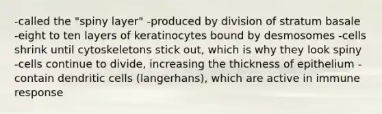 -called the "spiny layer" -produced by division of stratum basale -eight to ten layers of keratinocytes bound by desmosomes -cells shrink until cytoskeletons stick out, which is why they look spiny -cells continue to divide, increasing the thickness of epithelium -contain dendritic cells (langerhans), which are active in immune response