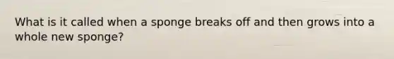 What is it called when a sponge breaks off and then grows into a whole new sponge?