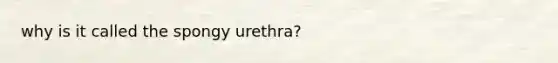 why is it called the spongy urethra?