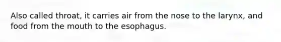 Also called throat, it carries air from the nose to the larynx, and food from <a href='https://www.questionai.com/knowledge/krBoWYDU6j-the-mouth' class='anchor-knowledge'>the mouth</a> to <a href='https://www.questionai.com/knowledge/kSjVhaa9qF-the-esophagus' class='anchor-knowledge'>the esophagus</a>.