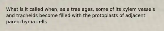 What is it called when, as a tree ages, some of its xylem vessels and tracheids become filled with the protoplasts of adjacent parenchyma cells