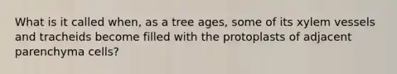 What is it called when, as a tree ages, some of its xylem vessels and tracheids become filled with the protoplasts of adjacent parenchyma cells?