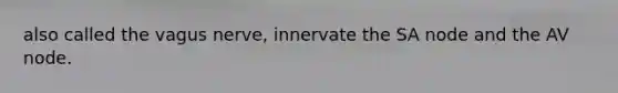 also called the vagus nerve, innervate the SA node and the AV node.