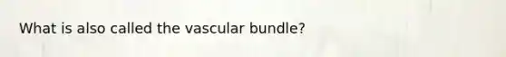 What is also called the vascular bundle?