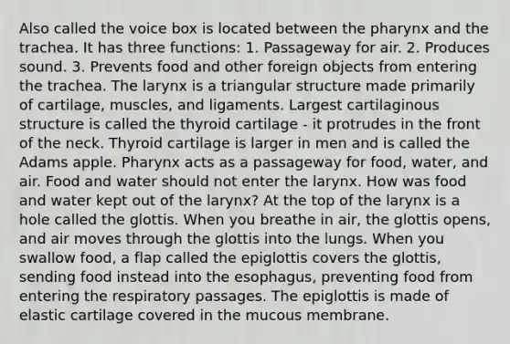 Also called the voice box is located between the pharynx and the trachea. It has three functions: 1. Passageway for air. 2. Produces sound. 3. Prevents food and other foreign objects from entering the trachea. The larynx is a triangular structure made primarily of cartilage, muscles, and ligaments. Largest cartilaginous structure is called the thyroid cartilage - it protrudes in the front of the neck. Thyroid cartilage is larger in men and is called the Adams apple. Pharynx acts as a passageway for food, water, and air. Food and water should not enter the larynx. How was food and water kept out of the larynx? At the top of the larynx is a hole called the glottis. When you breathe in air, the glottis opens, and air moves through the glottis into the lungs. When you swallow food, a flap called the epiglottis covers the glottis, sending food instead into the esophagus, preventing food from entering the respiratory passages. The epiglottis is made of elastic cartilage covered in the mucous membrane.