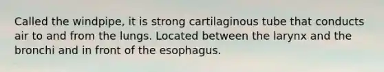 Called the windpipe, it is strong cartilaginous tube that conducts air to and from the lungs. Located between the larynx and the bronchi and in front of <a href='https://www.questionai.com/knowledge/kSjVhaa9qF-the-esophagus' class='anchor-knowledge'>the esophagus</a>.