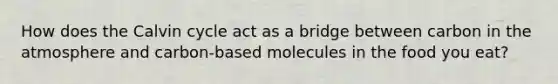 How does the Calvin cycle act as a bridge between carbon in the atmosphere and carbon-based molecules in the food you eat?