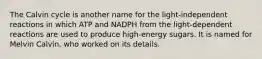 The Calvin cycle is another name for the light-independent reactions in which ATP and NADPH from the light-dependent reactions are used to produce high-energy sugars. It is named for Melvin Calvin, who worked on its details.