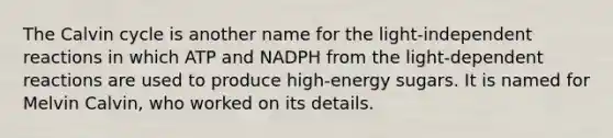 The Calvin cycle is another name for the light-independent reactions in which ATP and NADPH from the light-dependent reactions are used to produce high-energy sugars. It is named for Melvin Calvin, who worked on its details.