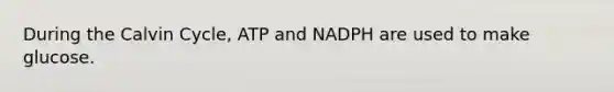 During the Calvin Cycle, ATP and NADPH are used to make glucose.