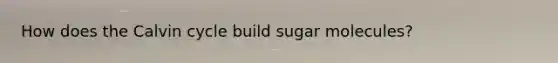 How does the Calvin cycle build sugar molecules?