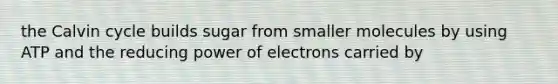 the Calvin cycle builds sugar from smaller molecules by using ATP and the reducing power of electrons carried by