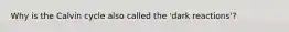 Why is the Calvin cycle also called the 'dark reactions'?