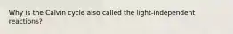 Why is the Calvin cycle also called the light-independent reactions?