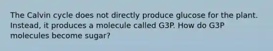 The Calvin cycle does not directly produce glucose for the plant. Instead, it produces a molecule called G3P. How do G3P molecules become sugar?