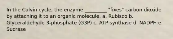 In the Calvin cycle, the enzyme _________ "fixes" carbon dioxide by attaching it to an organic molecule. a. Rubisco b. Glyceraldehyde 3-phosphate (G3P) c. ATP synthase d. NADPH e. Sucrase