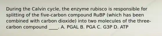 During the Calvin cycle, the enzyme rubisco is responsible for splitting of the five-carbon compound RuBP (which has been combined with carbon dioxide) into two molecules of the three-carbon compound ____. A. PGAL B. PGA C. G3P D. ATP