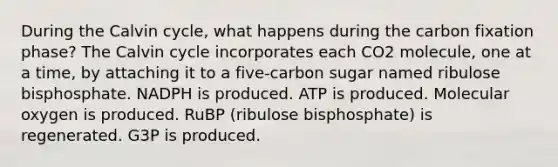 During the Calvin cycle, what happens during the carbon fixation phase? The Calvin cycle incorporates each CO2 molecule, one at a time, by attaching it to a five-carbon sugar named ribulose bisphosphate. NADPH is produced. ATP is produced. Molecular oxygen is produced. RuBP (ribulose bisphosphate) is regenerated. G3P is produced.