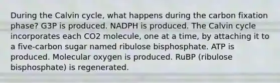 During the Calvin cycle, what happens during the carbon fixation phase? G3P is produced. NADPH is produced. The Calvin cycle incorporates each CO2 molecule, one at a time, by attaching it to a five-carbon sugar named ribulose bisphosphate. ATP is produced. Molecular oxygen is produced. RuBP (ribulose bisphosphate) is regenerated.