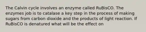 The Calvin cycle involves an enzyme called RuBisCO. The enzymes job is to catalase a key step in the process of making sugars from carbon dioxide and the products of light reaction. If RuBisCO is denatured what will be the effect on