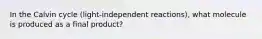 In the Calvin cycle (light-independent reactions), what molecule is produced as a final product?