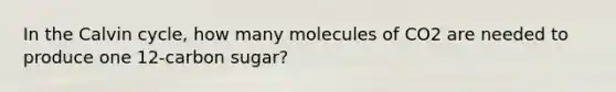 In the Calvin cycle, how many molecules of CO2 are needed to produce one 12-carbon sugar?