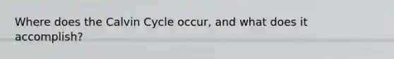 Where does the Calvin Cycle occur, and what does it accomplish?