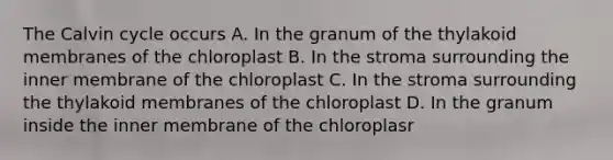 The Calvin cycle occurs A. In the granum of the thylakoid membranes of the chloroplast B. In the stroma surrounding the inner membrane of the chloroplast C. In the stroma surrounding the thylakoid membranes of the chloroplast D. In the granum inside the inner membrane of the chloroplasr