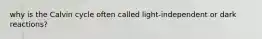 why is the Calvin cycle often called light-independent or dark reactions?