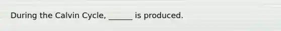 During the Calvin Cycle, ______ is produced.