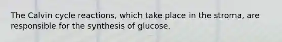 The Calvin cycle reactions, which take place in the stroma, are responsible for the synthesis of glucose.