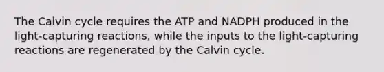 The Calvin cycle requires the ATP and NADPH produced in the light-capturing reactions, while the inputs to the light-capturing reactions are regenerated by the Calvin cycle.