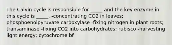 The Calvin cycle is responsible for _____ and the key enzyme in this cycle is _____. -concentrating CO2 in leaves; phosphoenolpyruvate carboxylase -fixing nitrogen in plant roots; transaminase -fixing CO2 into carbohydrates; rubisco -harvesting light energy; cytochrome bf