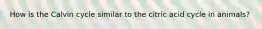 How is the Calvin cycle similar to the citric acid cycle in animals?