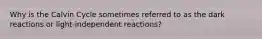 Why is the Calvin Cycle sometimes referred to as the dark reactions or light-independent reactions?