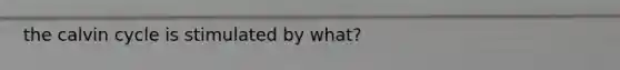 the calvin cycle is stimulated by what?