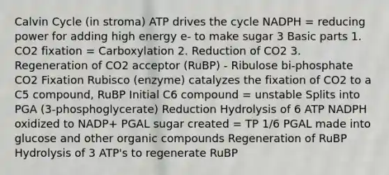 Calvin Cycle (in stroma) ATP drives the cycle NADPH = reducing power for adding high energy e- to make sugar 3 Basic parts 1. CO2 fixation = Carboxylation 2. Reduction of CO2 3. Regeneration of CO2 acceptor (RuBP) - Ribulose bi-phosphate CO2 Fixation Rubisco (enzyme) catalyzes the fixation of CO2 to a C5 compound, RuBP Initial C6 compound = unstable Splits into PGA (3-phosphoglycerate) Reduction Hydrolysis of 6 ATP NADPH oxidized to NADP+ PGAL sugar created = TP 1/6 PGAL made into glucose and other <a href='https://www.questionai.com/knowledge/kSg4ucUAKW-organic-compounds' class='anchor-knowledge'>organic compounds</a> Regeneration of RuBP Hydrolysis of 3 ATP's to regenerate RuBP